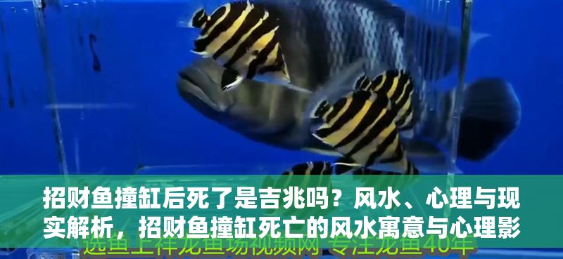 招財(cái)魚撞缸后死了是吉兆嗎？風(fēng)水、心理與現(xiàn)實(shí)解析，招財(cái)魚撞缸死亡的風(fēng)水寓意與心理影響解析 招財(cái)魚撞缸后死了是吉兆嗎？風(fēng)水、心理與現(xiàn)實(shí)解析，招財(cái)魚撞缸死亡的風(fēng)水寓意與心理影響解析 龍魚百科 第1張