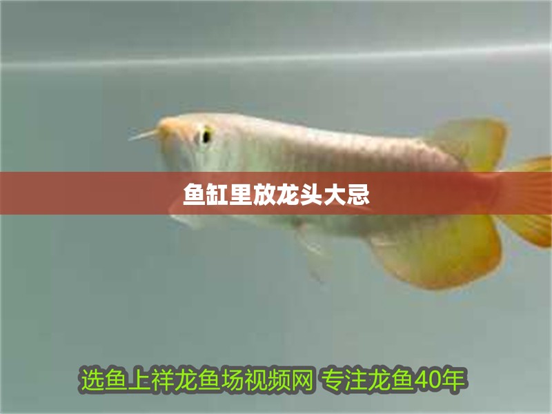 魚缸里放龍頭大忌