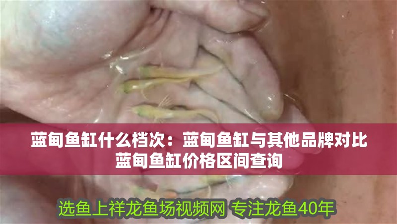 藍甸魚缸什么檔次：藍甸魚缸與其他品牌對比藍甸魚缸價格區(qū)間查詢