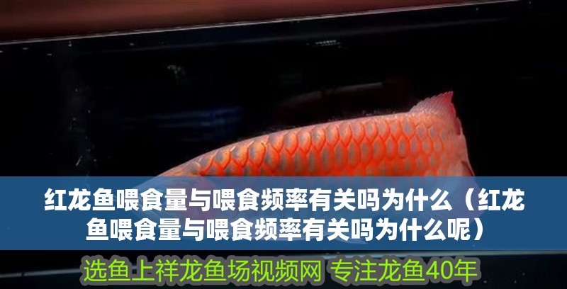 紅龍魚喂食量與喂食頻率有關(guān)嗎為什么（紅龍魚喂食量與喂食頻率有關(guān)嗎為什么呢）