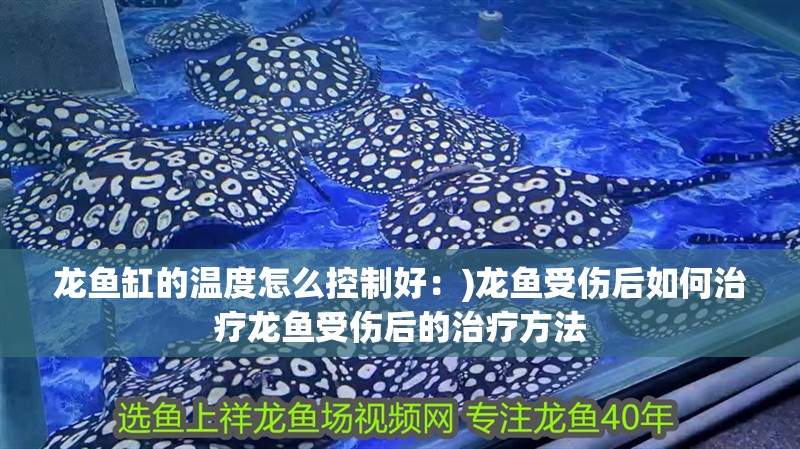 龍魚缸的溫度怎么控制好：)龍魚受傷后如何治療龍魚受傷后的治療方法