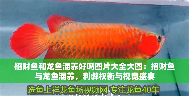 招財魚和龍魚混養好嗎圖片大全大圖：招財魚與龍魚混養，利弊權衡與視覺盛宴