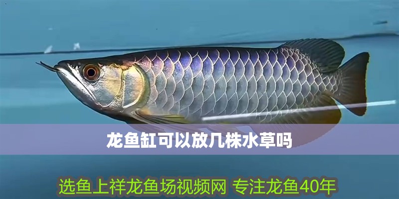 龍魚缸可以放幾株水草嗎 龍魚缸可以放幾株水草嗎 龍魚論壇