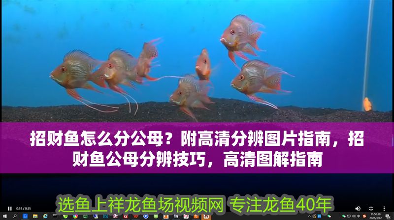 招財魚怎么分公母？附高清分辨圖片指南，招財魚公母分辨技巧，高清圖解指南