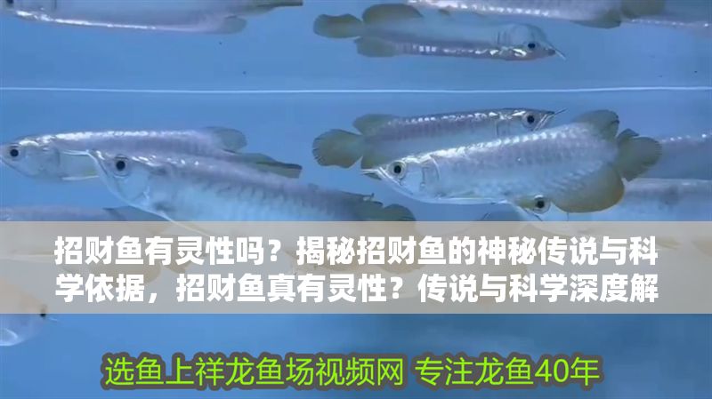 招財(cái)魚有靈性嗎？揭秘招財(cái)魚的神秘傳說與科學(xué)依據(jù)，招財(cái)魚真有靈性？傳說與科學(xué)深度解析 招財(cái)魚有靈性嗎？揭秘招財(cái)魚的神秘傳說與科學(xué)依據(jù)，招財(cái)魚真有靈性？傳說與科學(xué)深度解析 龍魚百科 第1張