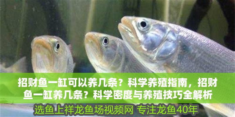 招財(cái)魚(yú)一缸可以養(yǎng)幾條？科學(xué)養(yǎng)殖指南，招財(cái)魚(yú)一缸養(yǎng)幾條？科學(xué)密度與養(yǎng)殖技巧全解析