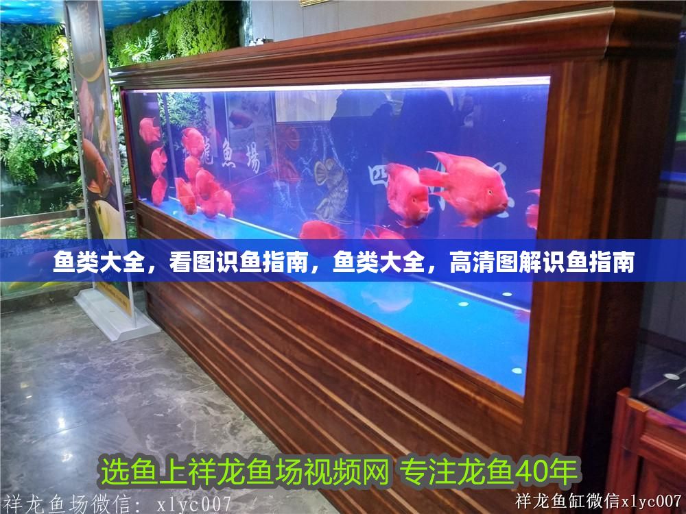 魚類大全，看圖識魚指南，魚類大全，高清圖解識魚指南