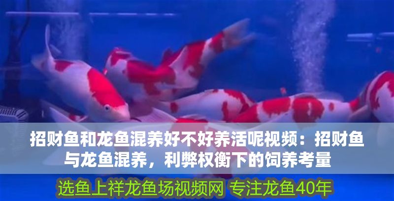 招財魚和龍魚混養好不好養活呢視頻：招財魚與龍魚混養，利弊權衡下的飼養考量