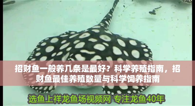 招財魚一般養幾條是最好？科學養殖指南，招財魚最佳養殖數量與科學飼養指南