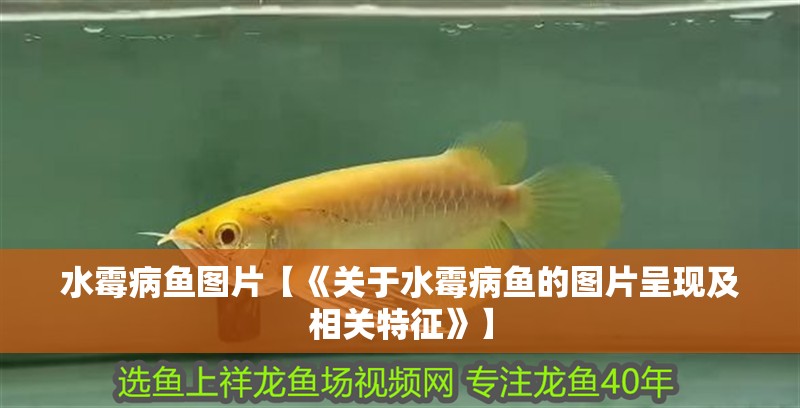 水霉病魚圖片【《關(guān)于水霉病魚的圖片呈現(xiàn)及相關(guān)特征》】 水霉病魚圖片【《關(guān)于水霉病魚的圖片呈現(xiàn)及相關(guān)特征》】 龍魚論壇