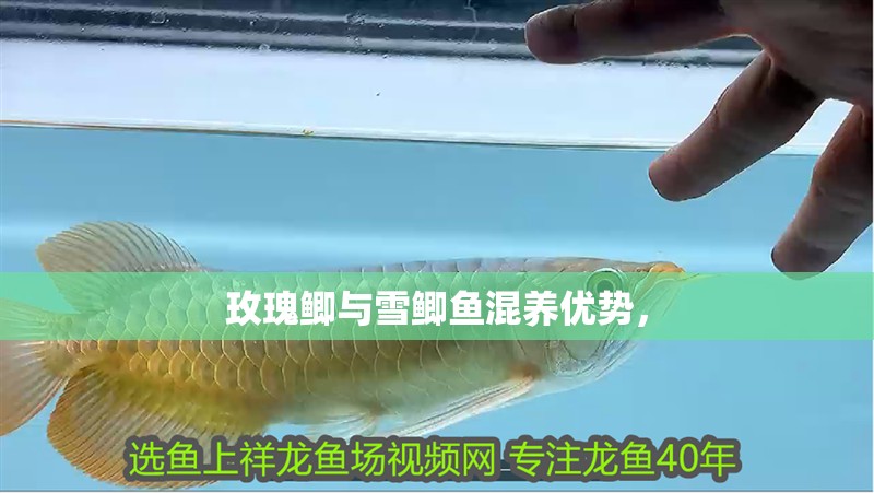 玫瑰鯽與雪鯽魚混養優勢，