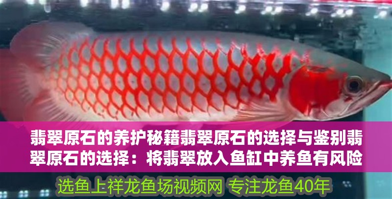 翡翠原石的養護秘籍翡翠原石的選擇與鑒別翡翠原石的選擇：將翡翠放入魚缸中養魚有風險嗎？