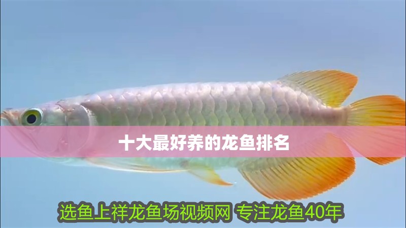 我的虎魚(yú)真菌感染了要怎么處理 十大最好養(yǎng)的龍魚(yú)排名 龍魚(yú)論壇 十大最好養(yǎng)的龍魚(yú)排名 十大最好養(yǎng)的龍魚(yú)排名 龍魚(yú)論壇