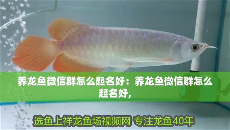 養龍魚微信群怎么起名好：養龍魚微信群怎么起名好,