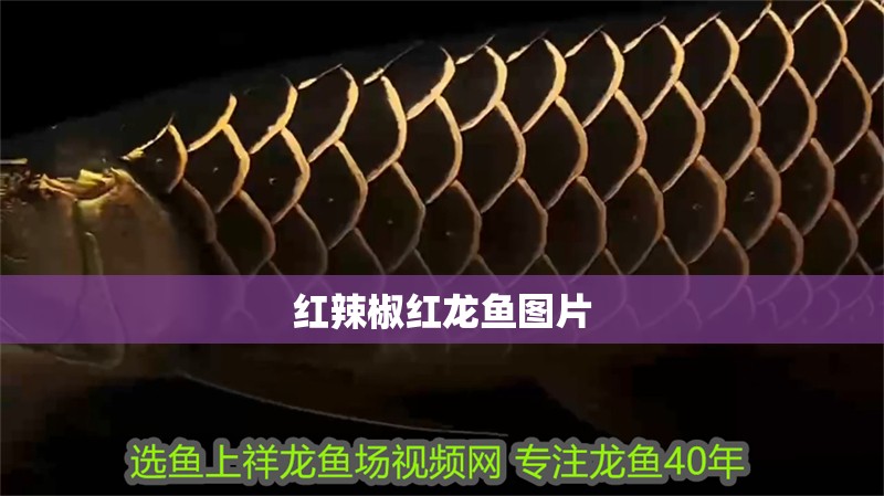 紅辣椒紅龍魚圖片 紅辣椒紅龍魚圖片 龍魚論壇