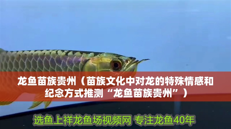 龍魚(yú)苗族貴州（苗族文化中對(duì)龍的特殊情感和紀(jì)念方式推測(cè)“龍魚(yú)苗族貴州”）