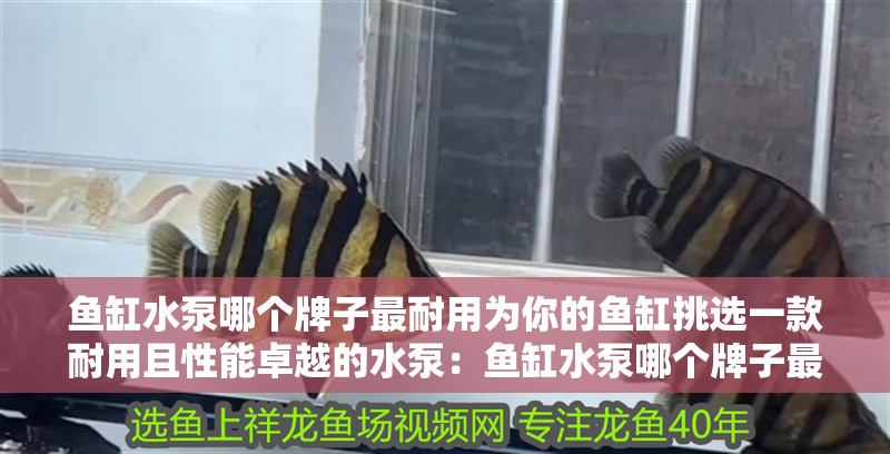 魚缸水泵哪個牌子最耐用為你的魚缸挑選一款耐用且性能卓越的水泵：魚缸水泵哪個牌子最好