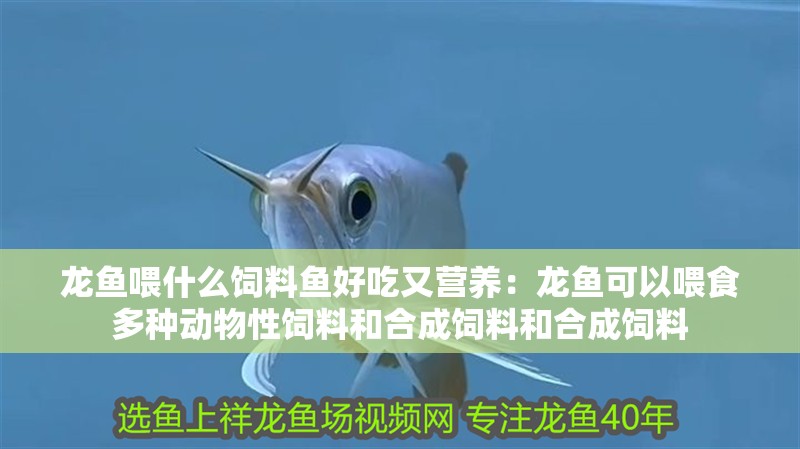 龍魚(yú)喂什么飼料魚(yú)好吃又營(yíng)養(yǎng)：龍魚(yú)可以喂食多種動(dòng)物性飼料和合成飼料和合成飼料