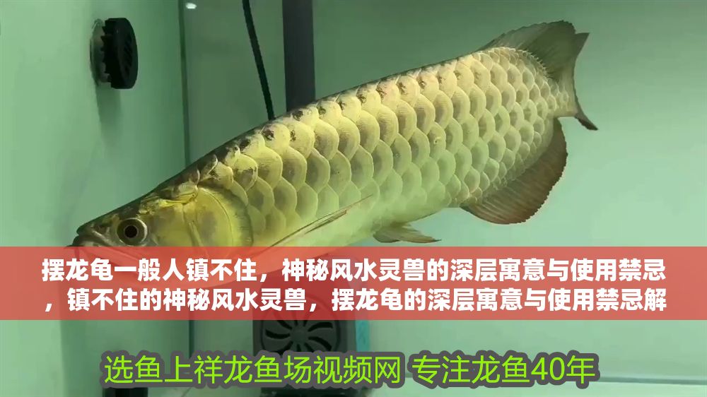 擺龍龜一般人鎮不住，神秘風水靈獸的深層寓意與使用禁忌，鎮不住的神秘風水靈獸，擺龍龜的深層寓意與使用禁忌解析