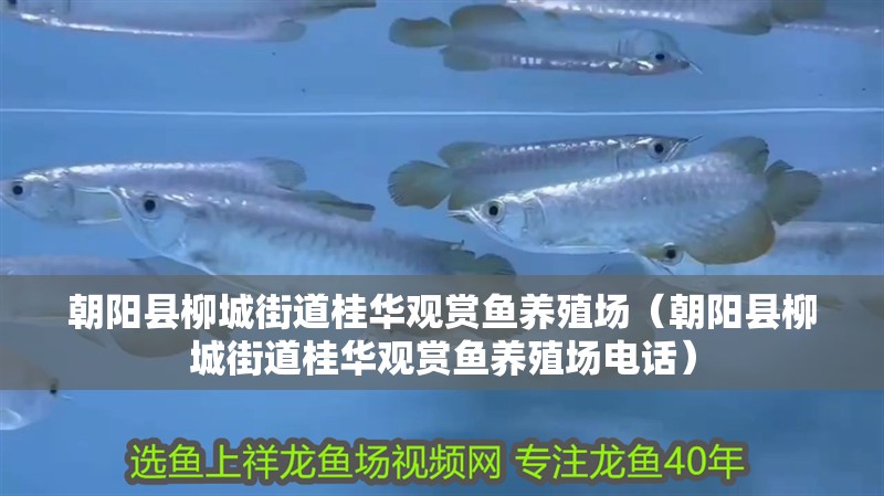 朝陽縣<strong><mark>柳城</mark></strong>街道桂華觀賞魚養殖場（朝陽縣<strong><mark>柳城</mark></strong>街道桂華觀賞魚養殖場電話）