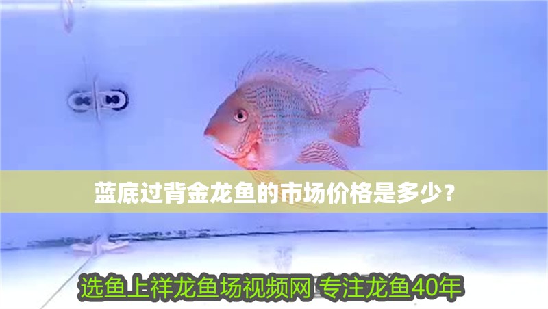 藍底過背金龍魚的市場價格是多少？