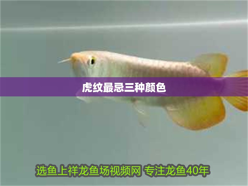 虎紋最忌三種顏色