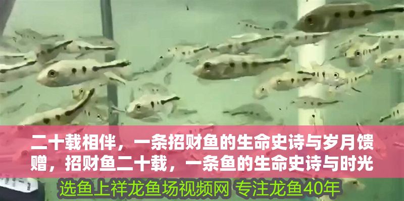 二十載相伴，一條招財魚的生命史詩與歲月饋贈，招財魚二十載，一條魚的生命史詩與時光厚禮