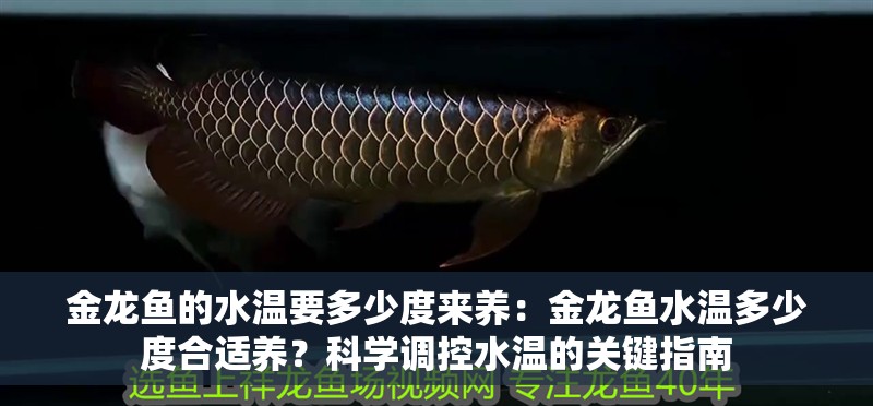 金龍魚的水溫要多少度來養：金龍魚水溫多少度合適養？科學調控水溫的關鍵指南