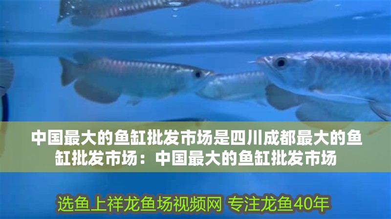 中國最大的魚缸批發市場是四川成都最大的魚缸批發市場：中國最大的魚缸批發市場