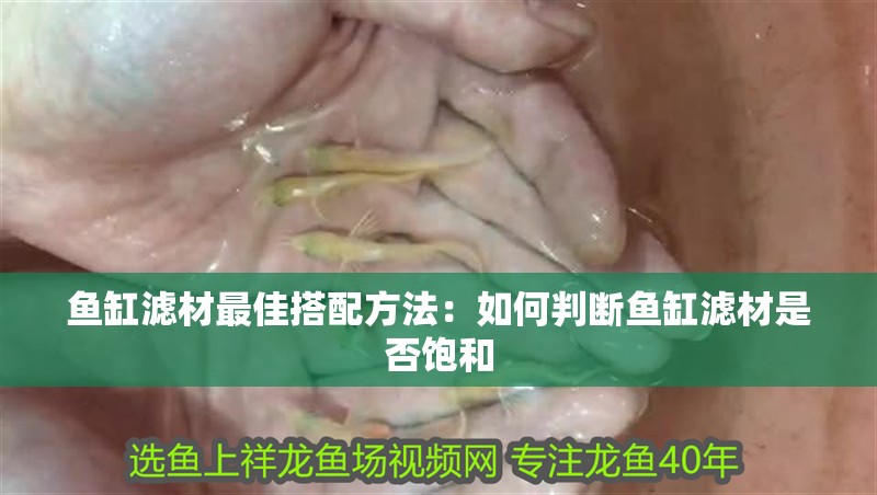 魚缸濾材最佳搭配方法：如何判斷魚缸濾材是否飽和 魚缸濾材最佳搭配方法：如何判斷魚缸濾材是否飽和 魚缸百科