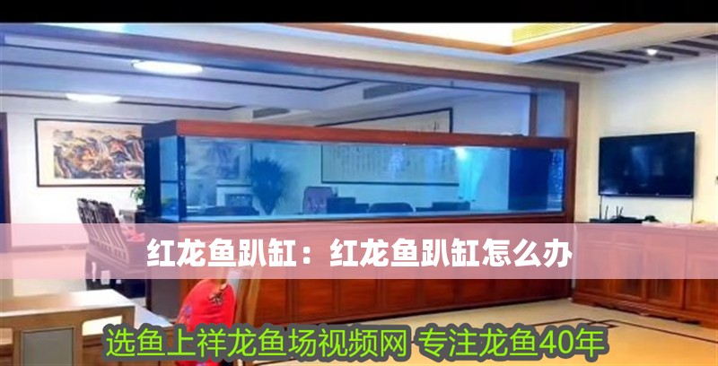 紅龍魚趴缸：紅龍魚趴缸怎么辦
