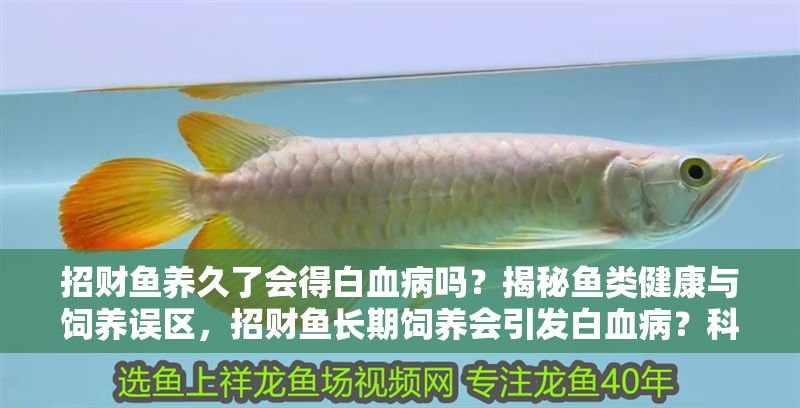 招財魚養久了會得白血病嗎?揭秘魚類健康與飼養誤區,招財魚長期飼養會引發白血病?科學解析魚類健康真相 龍魚百科 第1張 招財魚養久了會得白血病嗎?揭秘魚類健康與飼養誤區,招財魚長期飼養會引發白血病?科學解析魚類健康真相 招財魚養久了會得白血病嗎?揭秘魚類健康與飼養誤區,招財魚長期飼養會引發白血病?科學解析魚類健康真相 龍魚百科 第1張