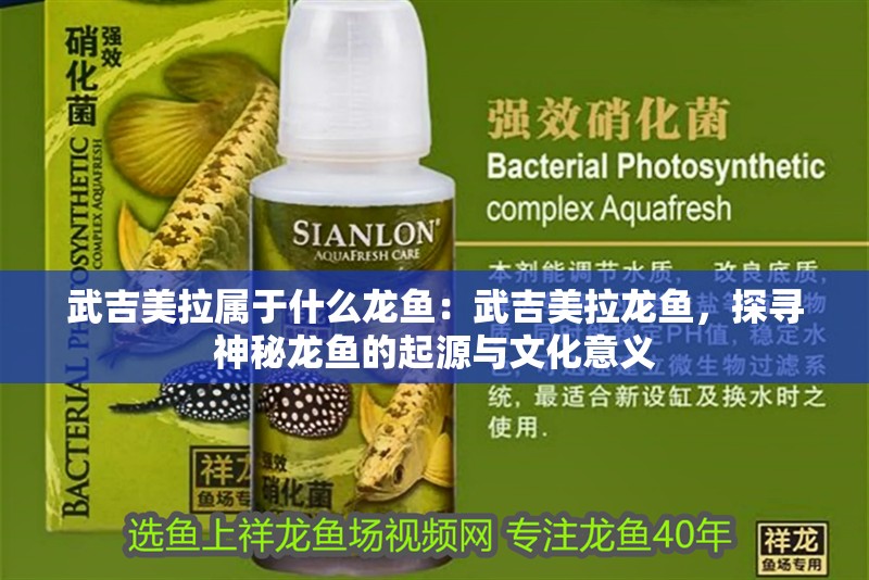 武吉美拉屬于什么龍魚：武吉美拉龍魚，探尋神秘龍魚的起源與文化意義