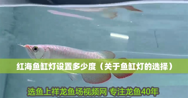紅海魚缸燈設(shè)置多少度（關(guān)于魚缸燈的選擇）