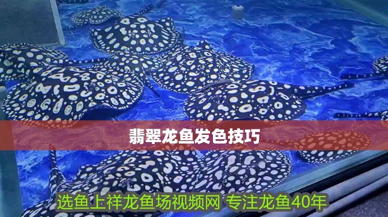 翡翠龍魚發(fā)色技巧