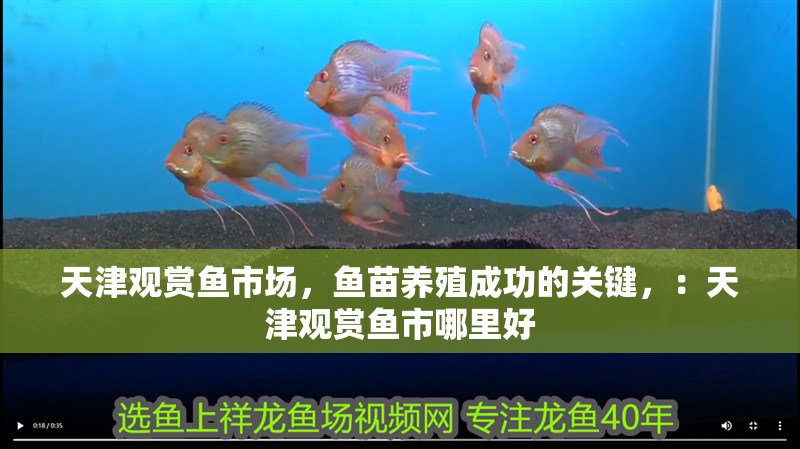 天津觀賞魚市場，魚苗養(yǎng)殖成功的關鍵，：天津觀賞魚市哪里好