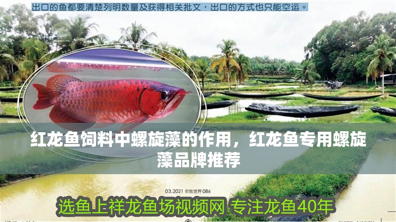 紅龍魚飼料中螺旋藻的作用，紅龍魚專用螺旋藻品牌推薦