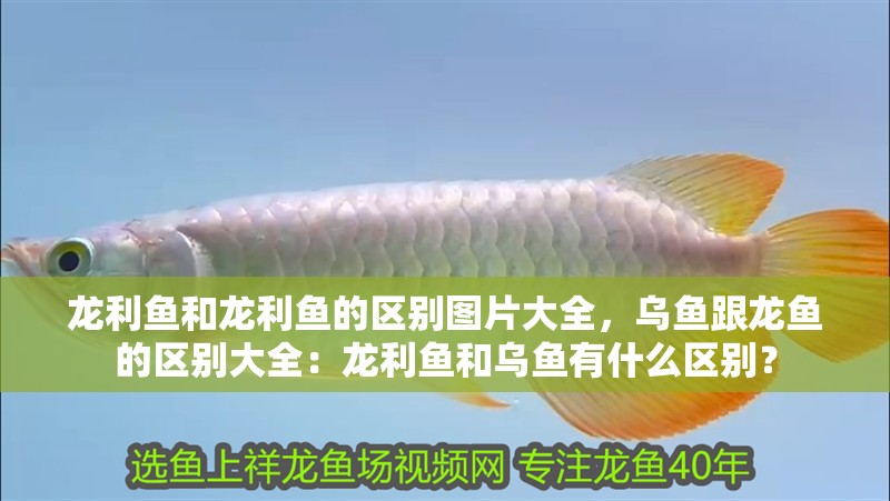 龍利魚和龍利魚的區別圖片大全，烏魚跟龍魚的區別大全：龍利魚和烏魚有什么區別？ 龍利魚和龍利魚的區別圖片大全，烏魚跟龍魚的區別大全：龍利魚和烏魚有什么區別？ 龍魚百科