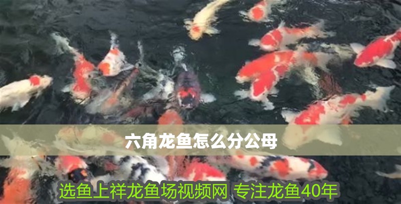 六角龍魚怎么分公母