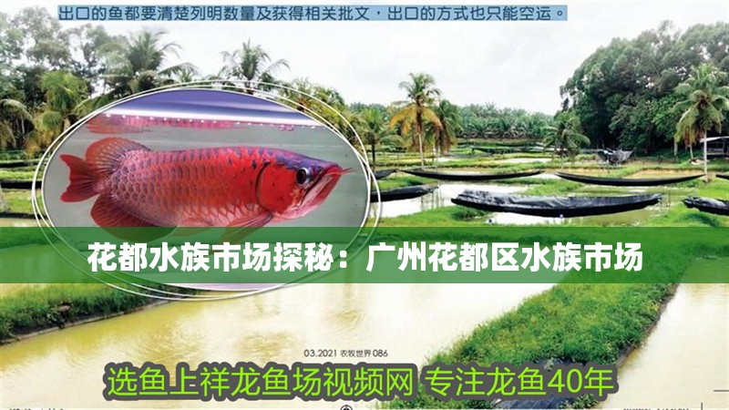 花都水族市場探秘：廣州花都區水族市場