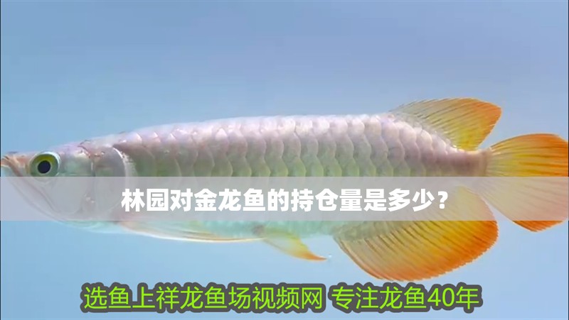 林園對金龍魚的持倉量是多少？