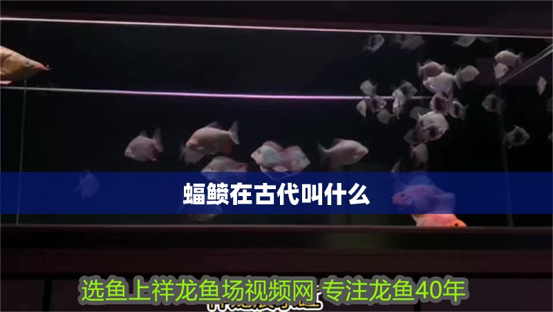 魚(yú)缸用增氧泵價(jià)格是多少:魚(yú)缸增氧機(jī)-xtrac增氧機(jī)-xtrac增氧機(jī) 蝠鲼在古代叫什么 龍魚(yú)論壇 蝠鲼在古代叫什么 蝠鲼在古代叫什么 龍魚(yú)論壇