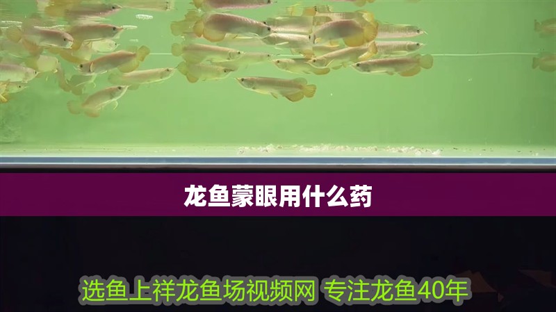 龍魚蒙眼用什么藥