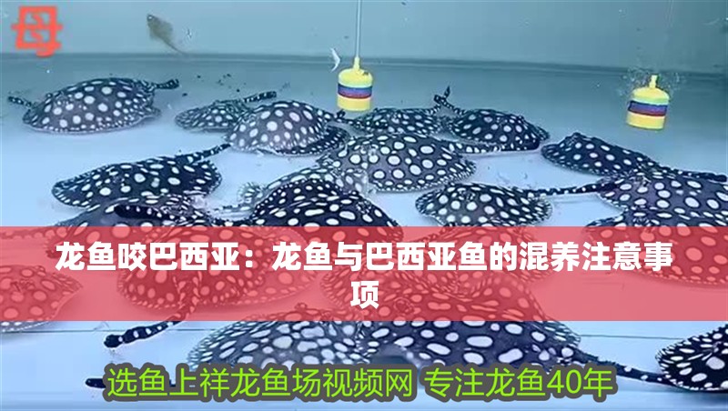 龍魚咬巴西亞：龍魚與巴西亞魚的混養注意事項