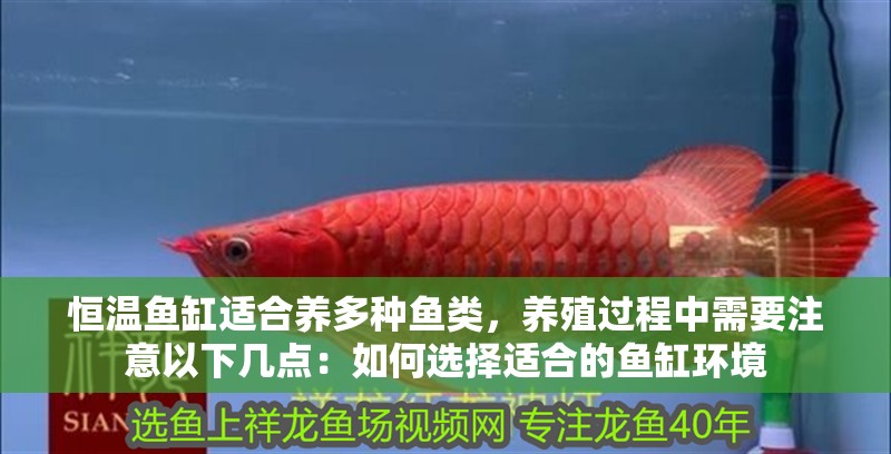 恒溫魚缸適合養多種魚類，養殖過程中需要注意以下幾點：如何選擇適合的魚缸環境