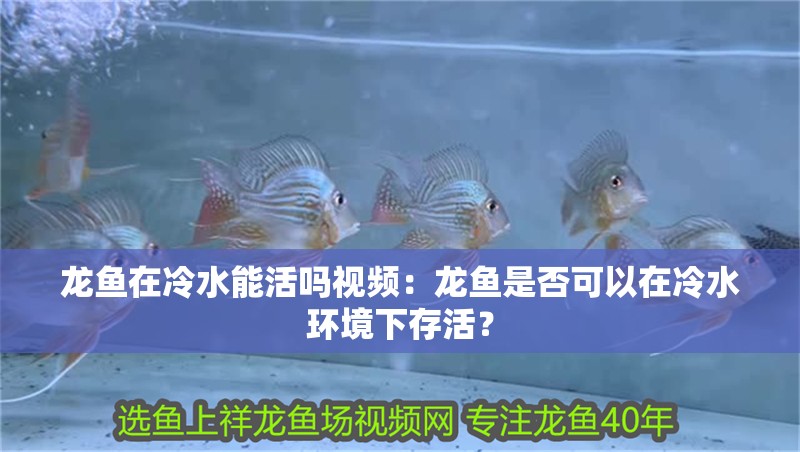 龍魚在冷水能活嗎視頻：龍魚是否可以在冷水環境下存活？