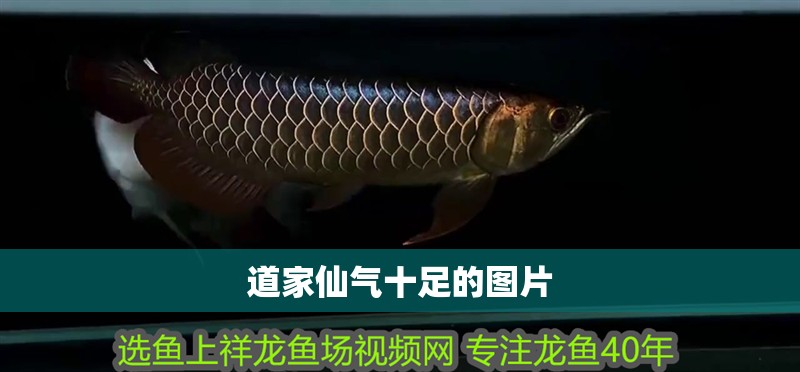 道家仙氣十足的圖片 道家仙氣十足的圖片 龍魚(yú)論壇