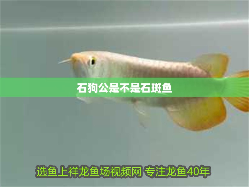 石狗公是不是石斑魚