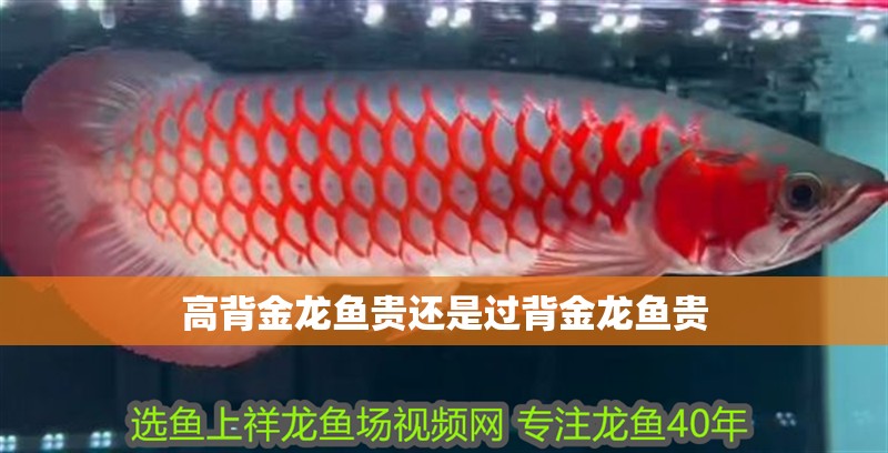 高背金龍魚貴還是過背金龍魚貴