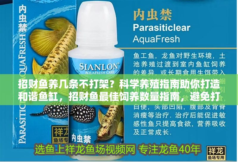 招財魚養幾條不打架？科學養殖指南助你打造和諧魚缸，招財魚最佳飼養數量指南，避免打架的科學養殖技巧